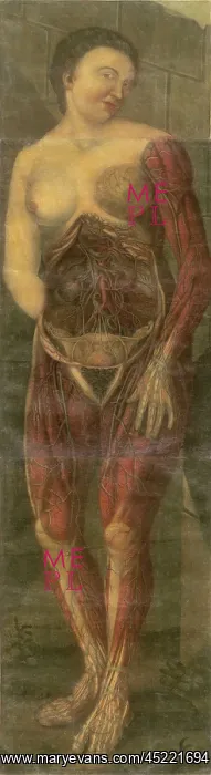 : Visually sensational anatomical illustration ? : Visually sensational anatomical illustration ?