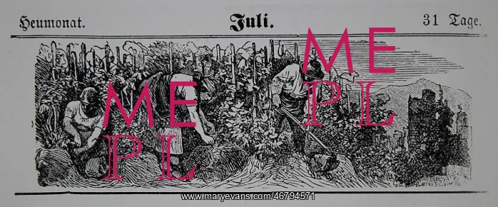 : Viticulture calendar 1885 : Viticulture calendar 1885