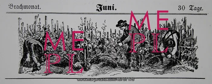 : Viticulture calendar 1885 : Viticulture calendar 1885