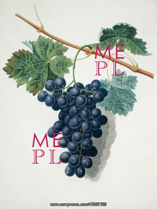 : Vitis sp. black grape : Vitis sp. black grape