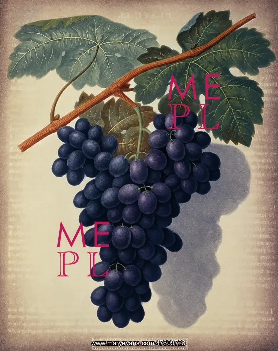 : Vitis sp. black grape : Vitis sp. black grape