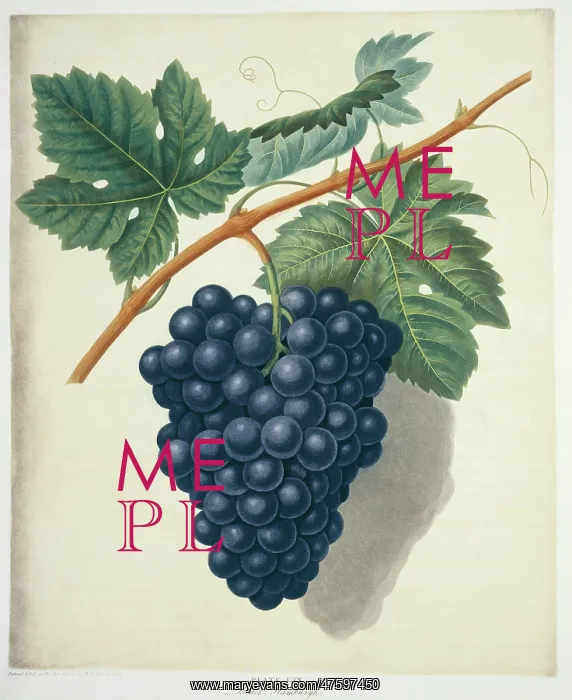 : Vitis sp. black Hamburg grape : Vitis sp. black Hamburg grape