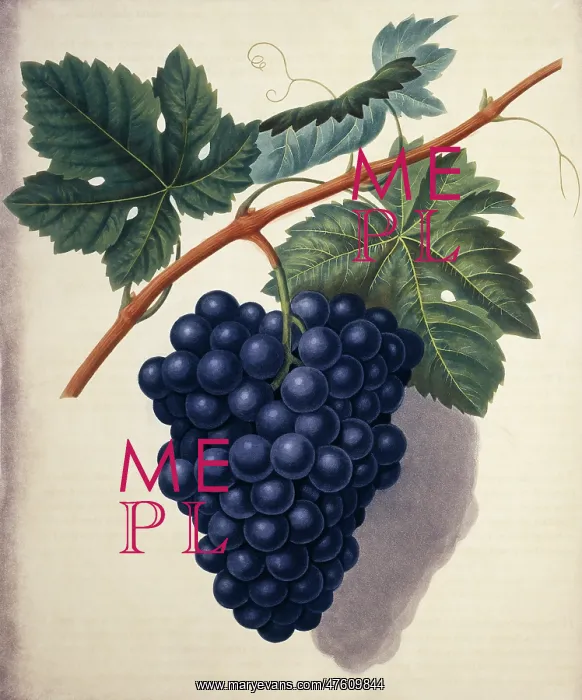 : Vitis sp. Black Hamburgh grape : Vitis sp. Black Hamburgh grape