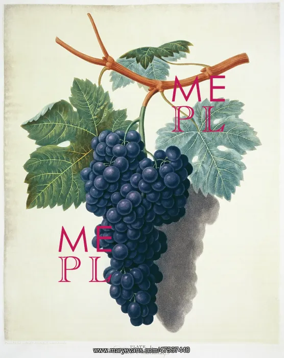 : Vitis sp. black muscadine grape : Vitis sp. black muscadine grape