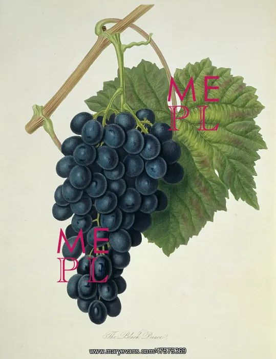 : Vitis sp. grape (Black Prince Grape) : Vitis sp. grape (Black Prince Grape)