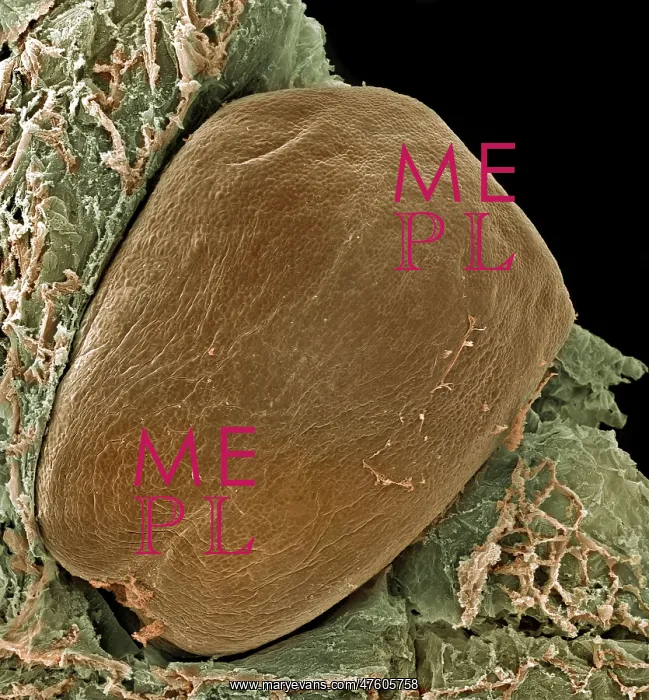 : Vitis sp. grape seed : Vitis sp. grape seed
