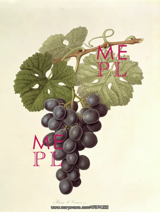 : Vitis sp. grape (The Raisin de Carmes) : Vitis sp. grape (The Raisin de Carmes)