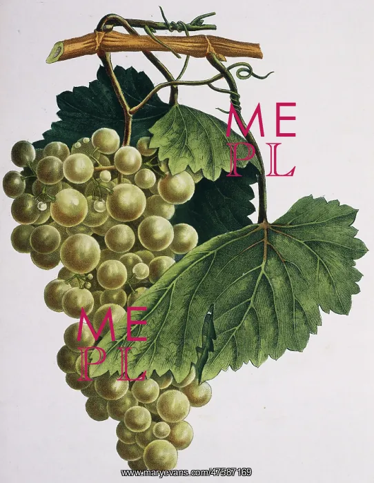 : Vitis sp. grapes : Vitis sp. grapes