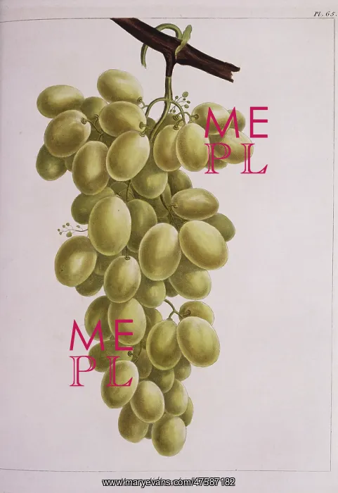 : Vitis sp. grapes : Vitis sp. grapes