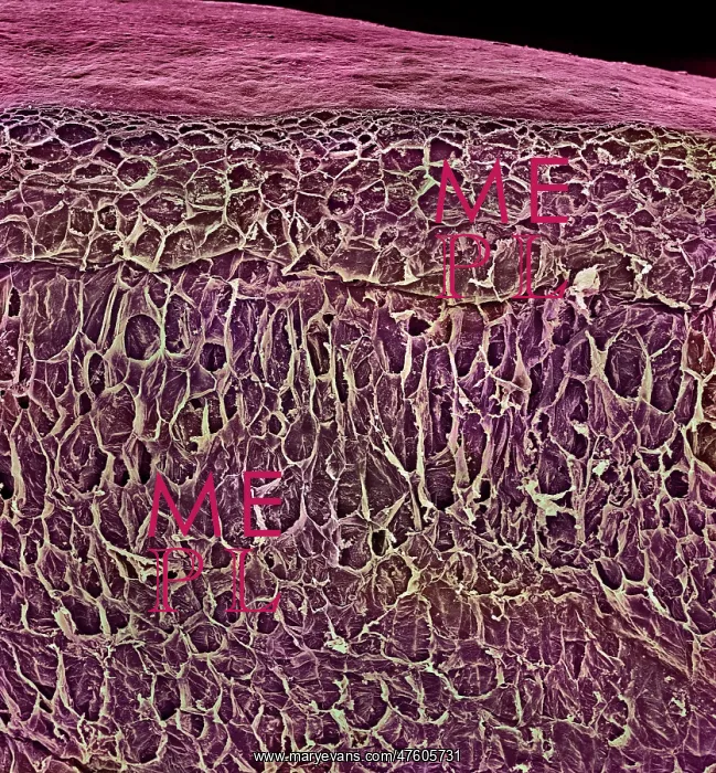 : Vitis sp. red grape : Vitis sp. red grape