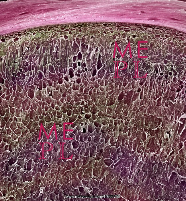 : Vitis sp. red grape : Vitis sp. red grape