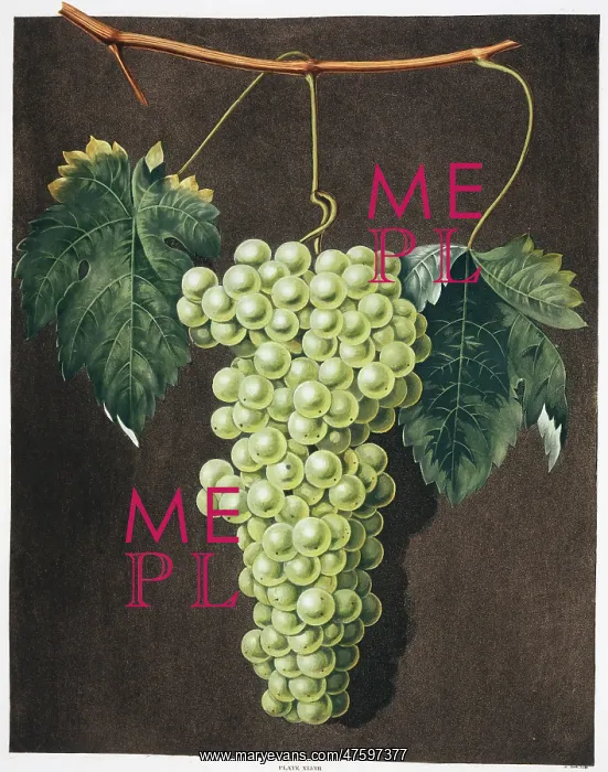 : Vitis sp. royal muscadine grape : Vitis sp. royal muscadine grape