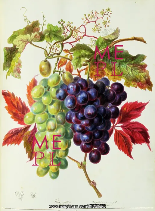 : Vitis sp. vine grapes : Vitis sp. vine grapes