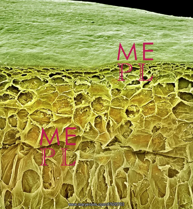 : Vitis sp. white grape : Vitis sp. white grape