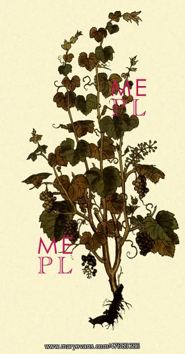 : Vitis vinifera : Vitis vinifera