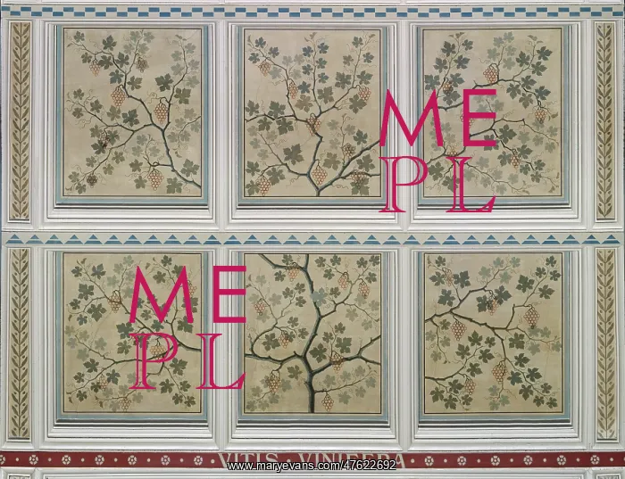 : Vitis vinifera, grape : Vitis vinifera, grape