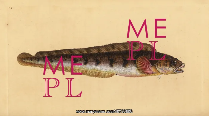 : Viviparous eelpout, Zoarces viviparus : Viviparous eelpout, Zoarces viviparus