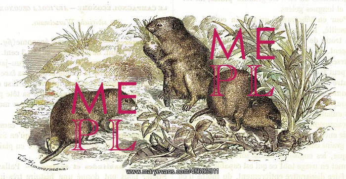  : Voles and vegetables