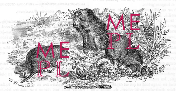  : Voles and vegetables