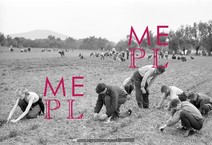 : Volunteer workers - students : Volunteer workers - students