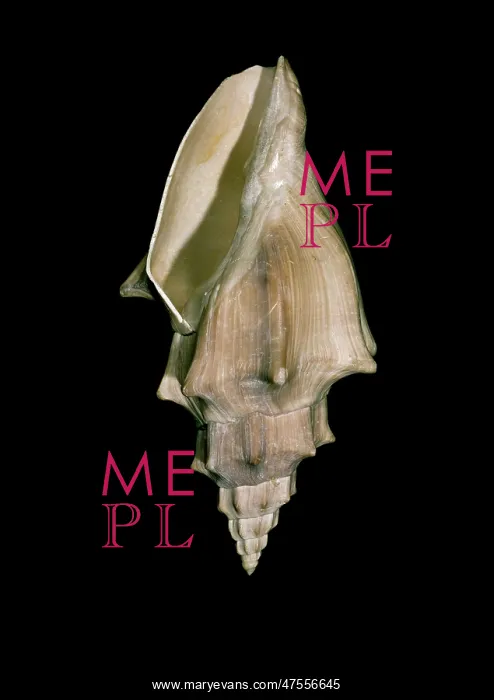 : Voluta muricina, gastropod : Voluta muricina, gastropod