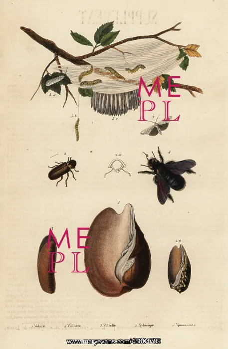 : Volute, beetle, carpenter bee and moth : Volute, beetle, carpenter bee and moth