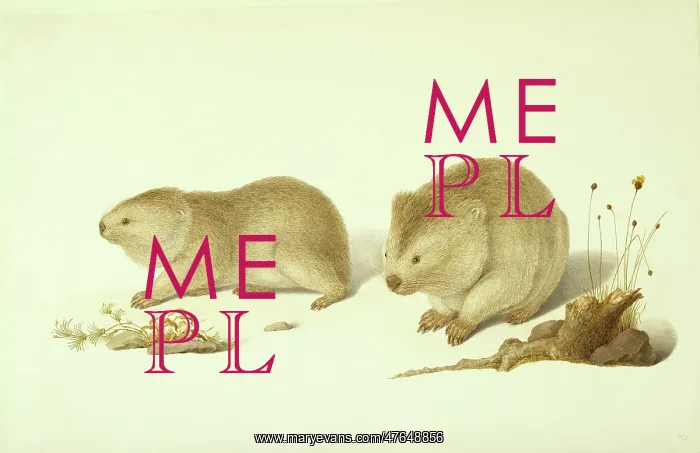 : Vombatus ursinus, common wombat : Vombatus ursinus, common wombat
