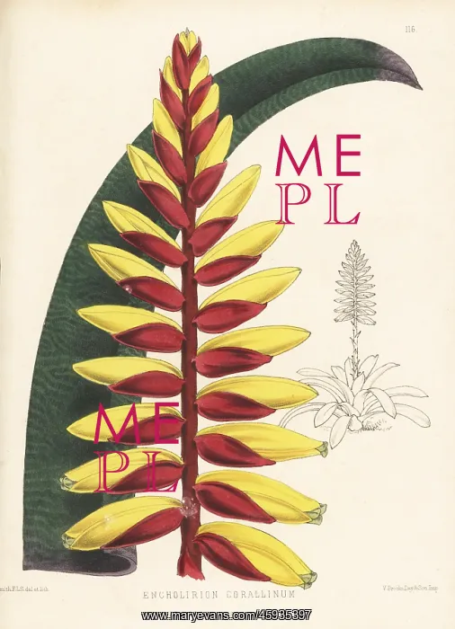 : Vriesea platynema : Vriesea platynema