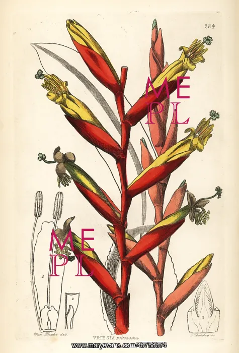 : Vriesea psittacina : Vriesea psittacina