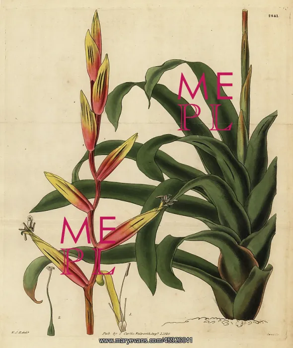 : Vriesea psittacina : Vriesea psittacina