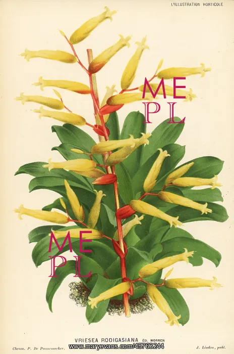 : Vriesea rodigasiana : Vriesea rodigasiana