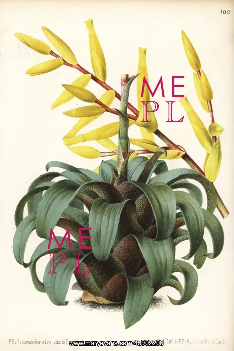 : Vriesea saundersii : Vriesea saundersii