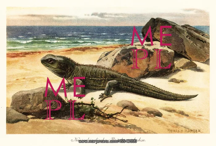 : Vulnerable tuatara, Sphenodon punctatus, on the shore : Vulnerable tuatara, Sphenodon punctatus, on the shore