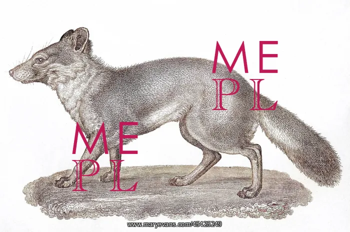 : VULPES LITTORALIS : VULPES LITTORALIS
