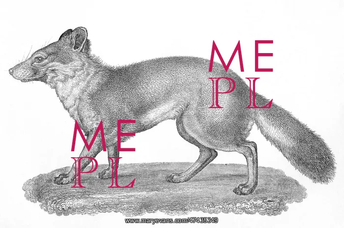 : VULPES LITTORALIS : VULPES LITTORALIS