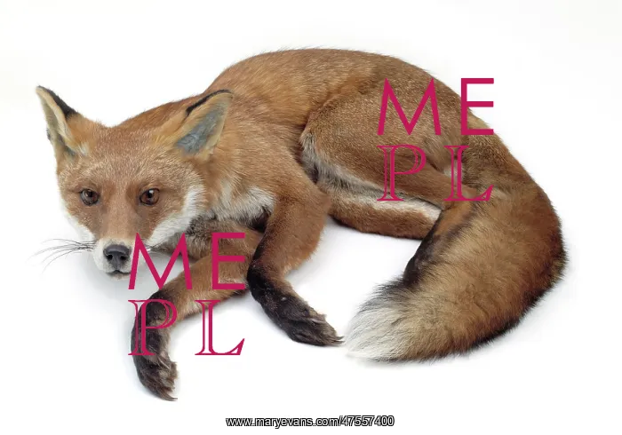 : Vulpes vulpes, a red fox : Vulpes vulpes, a red fox