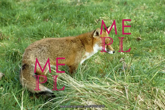 : Vulpes vulpes, red fox : Vulpes vulpes, red fox