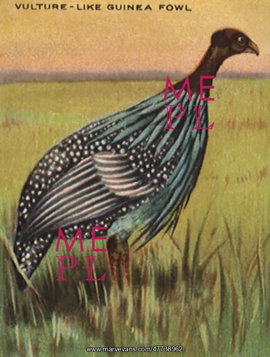  : Vulture-Like Guinea Fowl