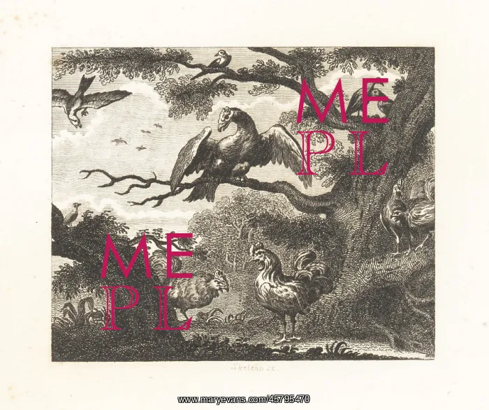 : The Vulture, the Sparrow and Other Birds : The Vulture, the Sparrow and Other Birds