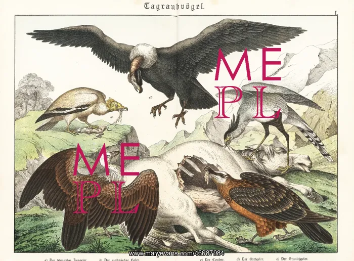 : Vultures and condor on a horse carcass : Vultures and condor on a horse carcass