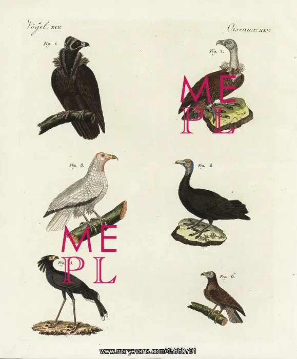 : Vultures and eagles : Vultures and eagles