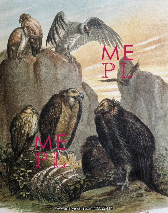 : Vultures. Engraving after a drawing by a F.Padro : Vultures. Engraving after a drawing by a F.Padro