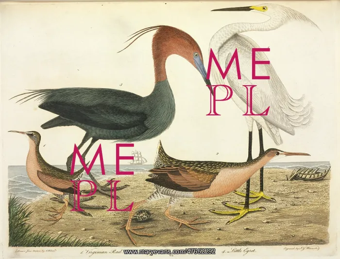 : Wading bird illustration by Alexander Wilson : Wading bird illustration by Alexander Wilson