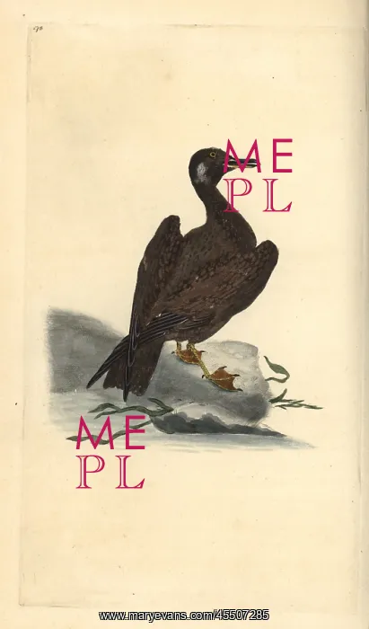 : Wagel gull, young of the great black-backed : Wagel gull, young of the great black-backed