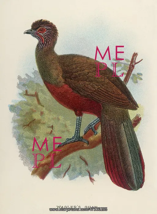  : WAGLER'S GUAN