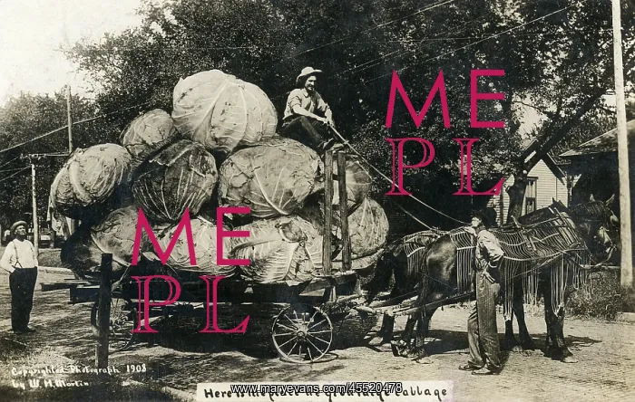 : A wagon laden with remarkable giant cabbages : A wagon laden with remarkable giant cabbages