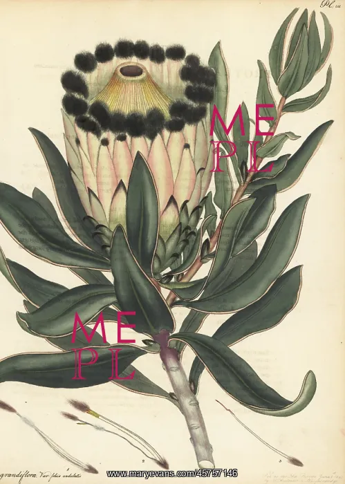 : Wagon tree, Protea nitida : Wagon tree, Protea nitida