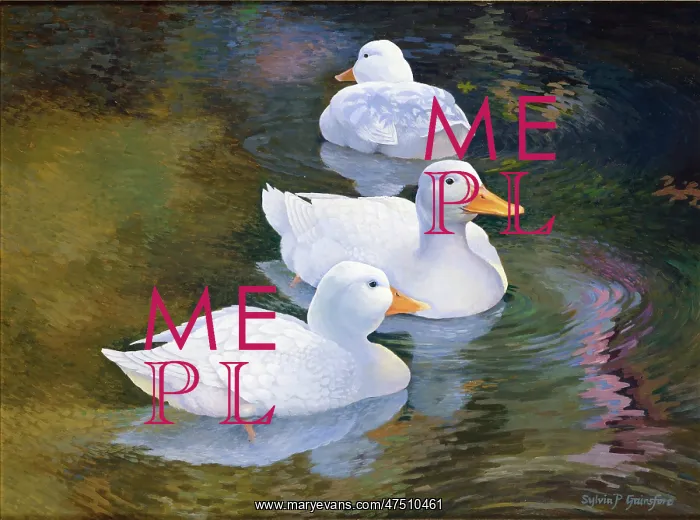 : Waiting for Crumbs ' three white ducks : Waiting for Crumbs ' three white ducks