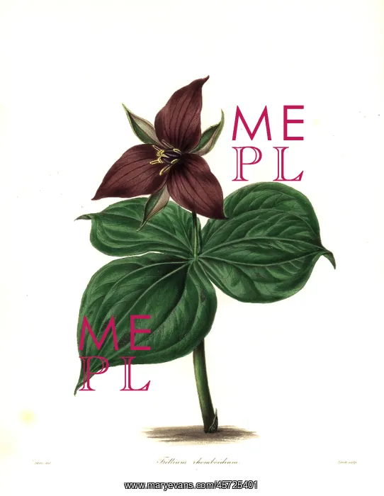 : Wake robin or stinking benjamin, Trillium erectum : Wake robin or stinking benjamin, Trillium erectum