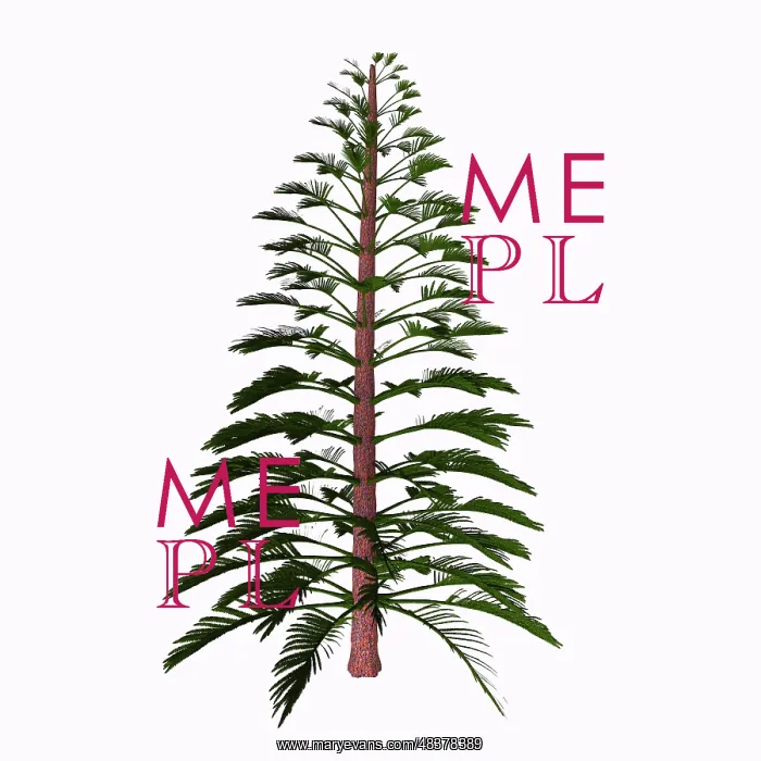 : Walchia tree on white background : Walchia tree on white background